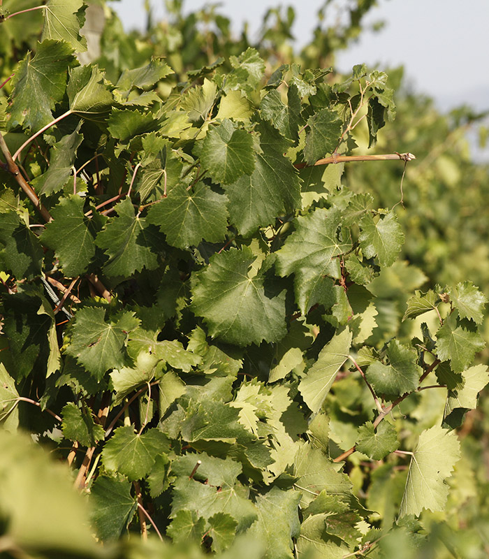 Cantinamena_homevigna